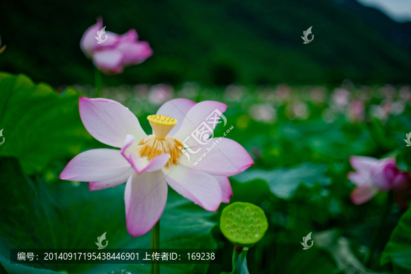 荷花