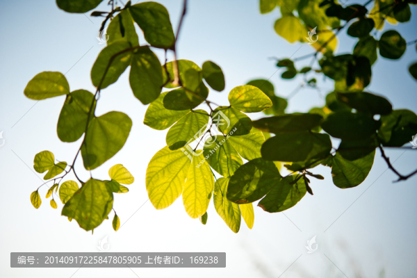 洋紫荊花葉