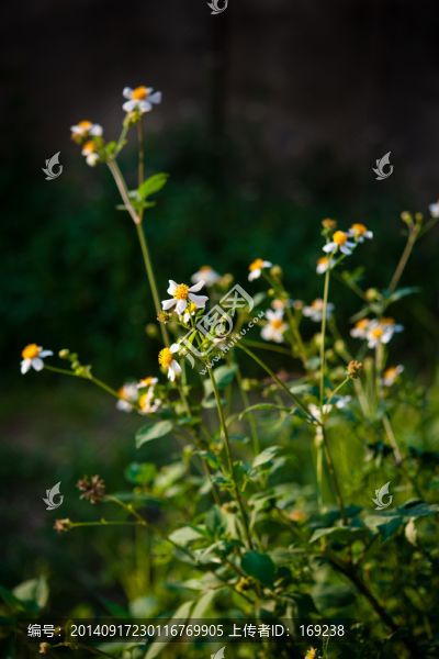 野菊花
