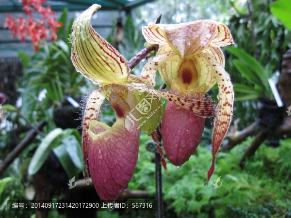 蘭花