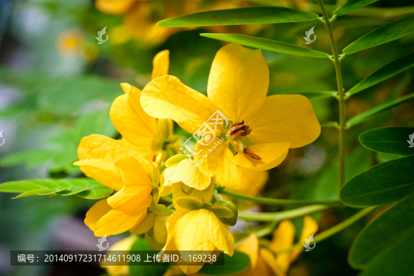 槐花