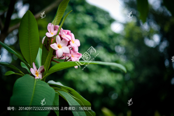 雞蛋花
