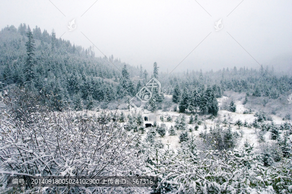 雪景