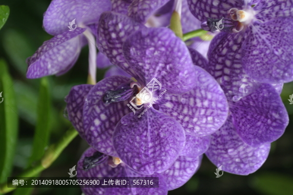 蝴蝶蘭