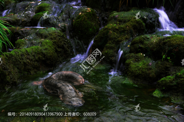 生態(tài)娃娃魚