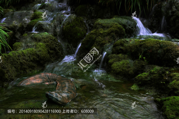 娃娃魚,大鯢