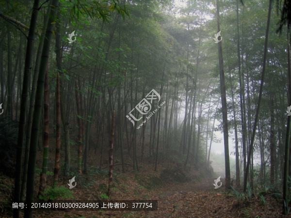 竹林晨霧