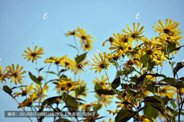 鬼子姜花