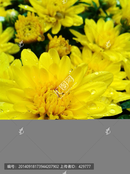 菊花