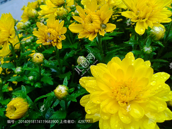 菊花