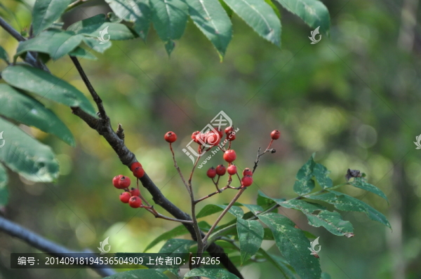 長在樹上的紅色小野果