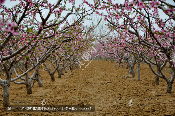 桃花桃林-匯圖網(wǎng) www.fosd68.com 桃花桃林