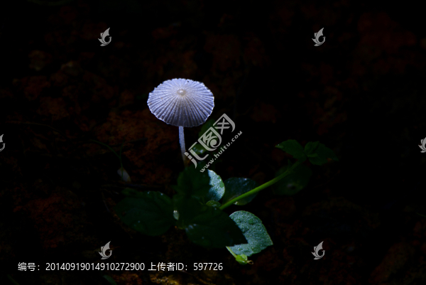 蘑菇