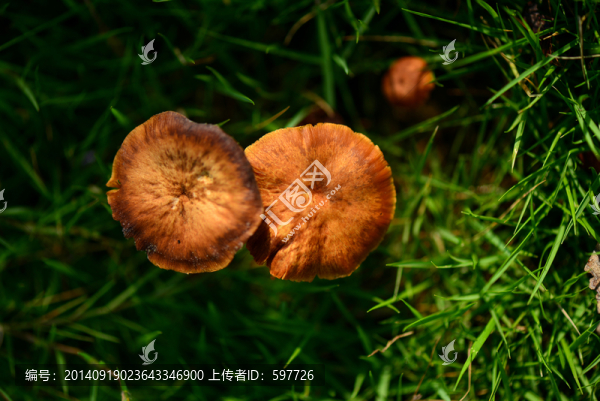 野生蘑菇