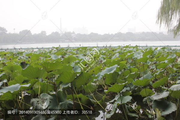 大明湖中的荷葉