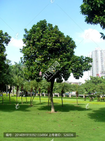 番鬼荔枝樹(shù)