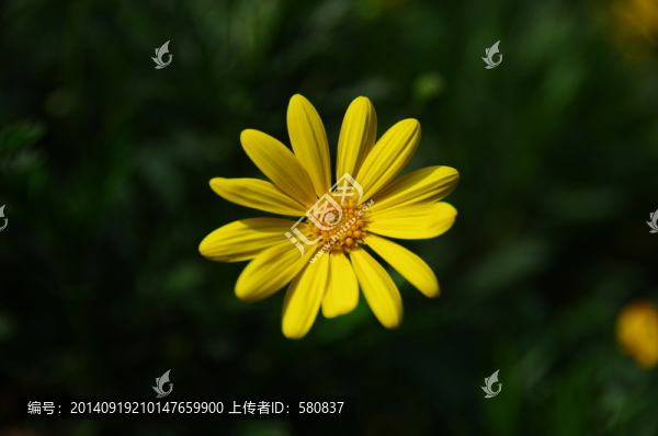 黃金菊