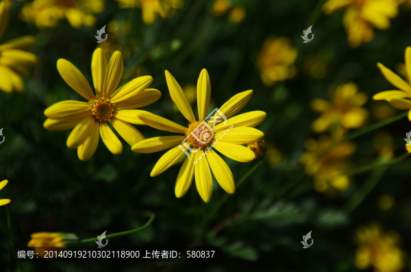 黃金菊