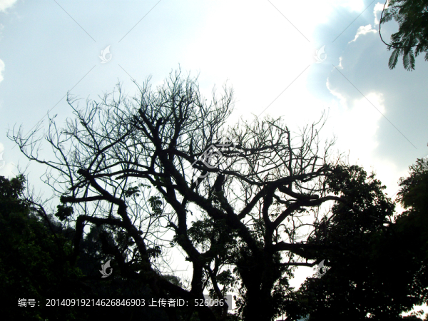枯枝樹(shù)枝