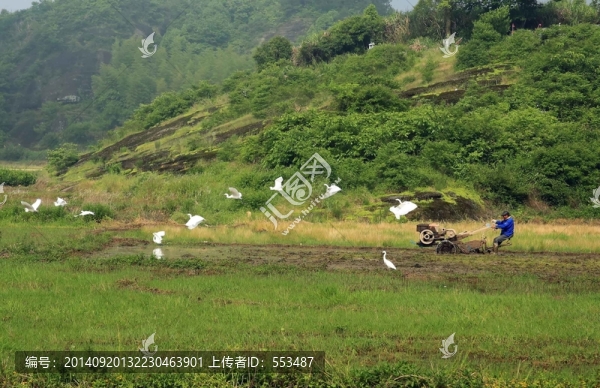 春耕白鷺