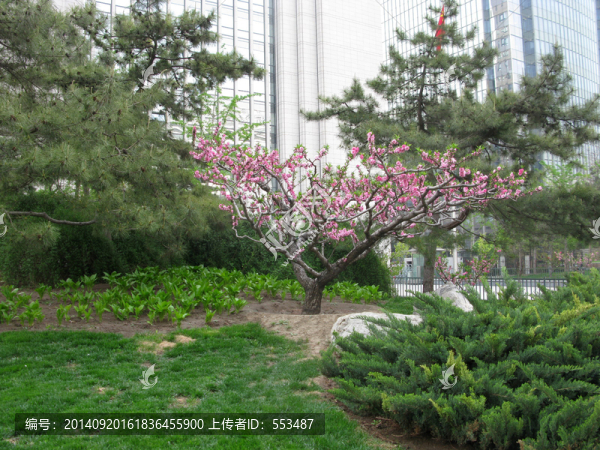 小區(qū)花木草地