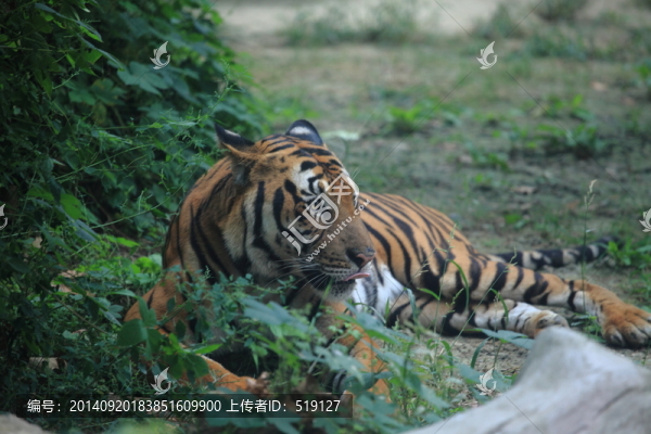 老虎