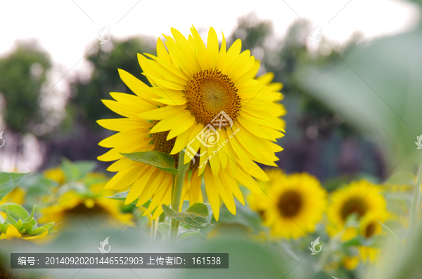 向日葵花海