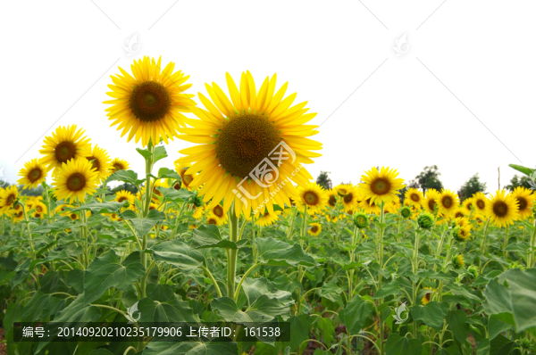 向日葵