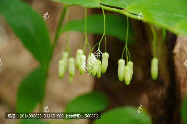 黃精