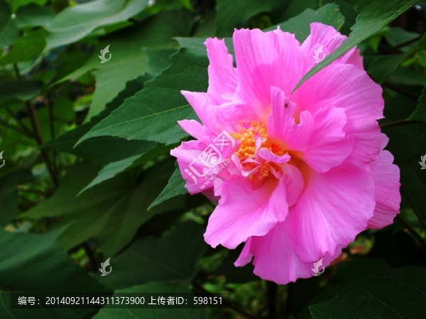 芙蓉花