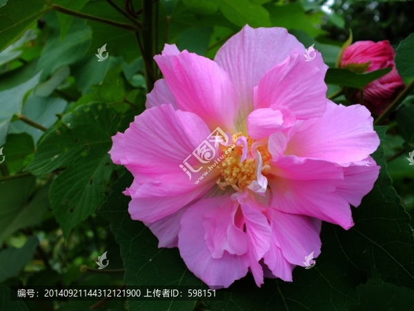 芙蓉花