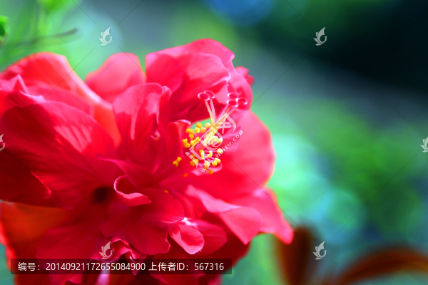 花卉