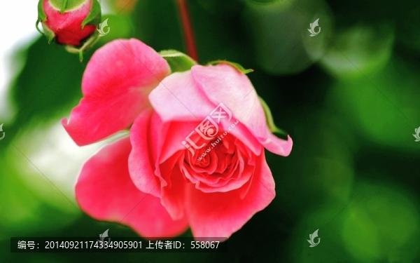 高清玫瑰,特寫玫瑰,紅玫瑰
