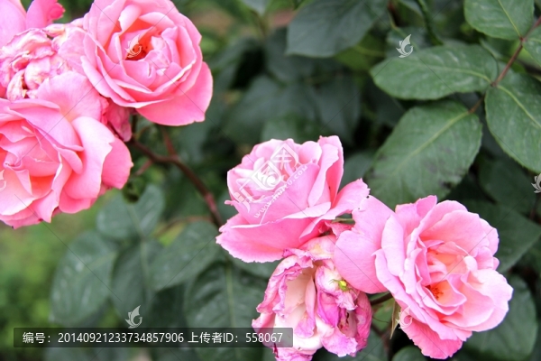 高清玫瑰,特寫玫瑰,粉玫瑰