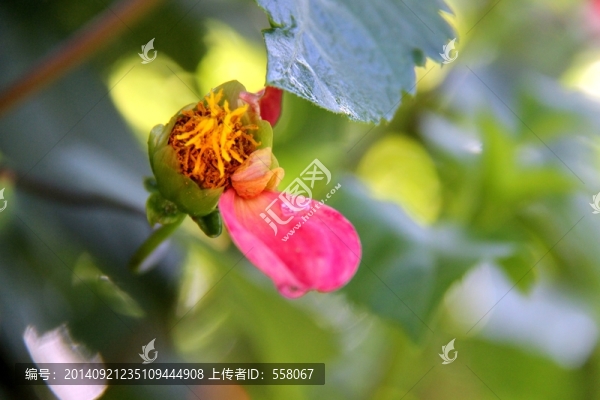 芍藥花,芍藥花開,高清花草