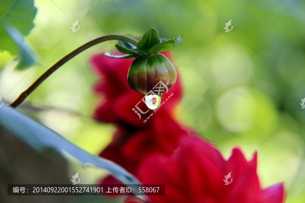 芍藥花骨朵,芍藥花,芍藥花開