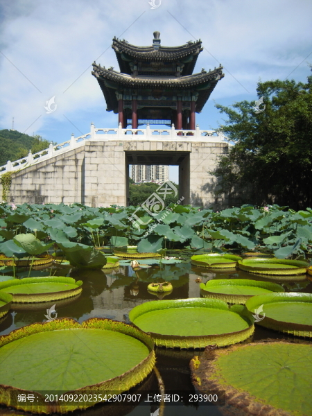園明新園蓮塘西面景色