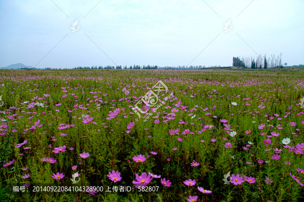 國(guó)慶花