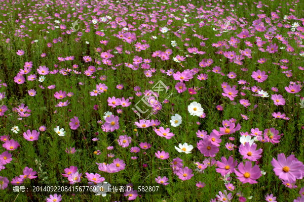 茴香花