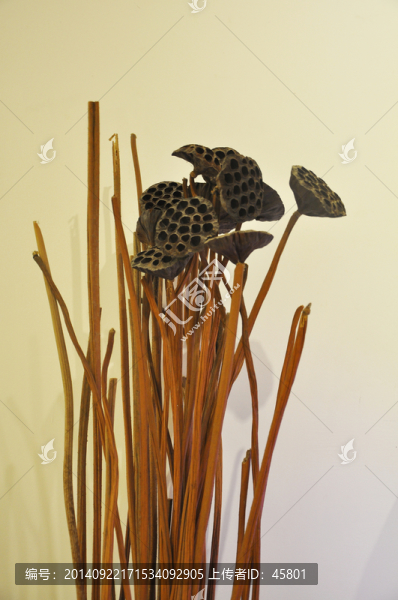 蓮蓬,蓮花,蓮藕,荷花,干了的