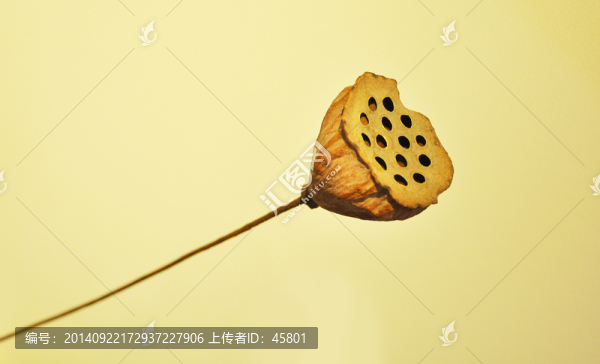 蓮蓬,蓮花,蓮藕,荷花,干了