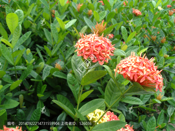 鮮花綠葉