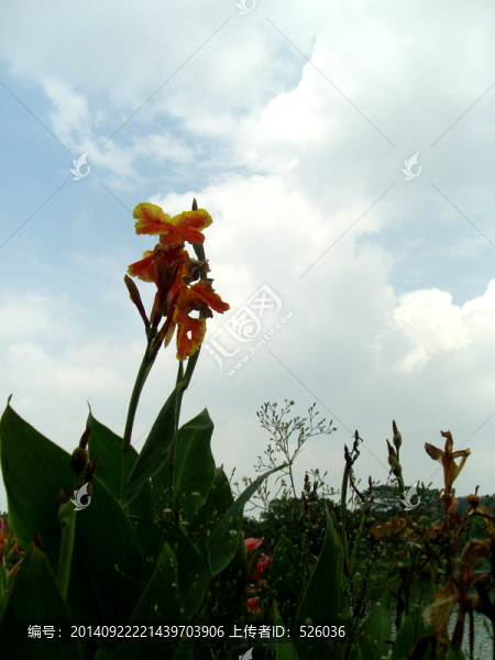 鮮花藍(lán)天