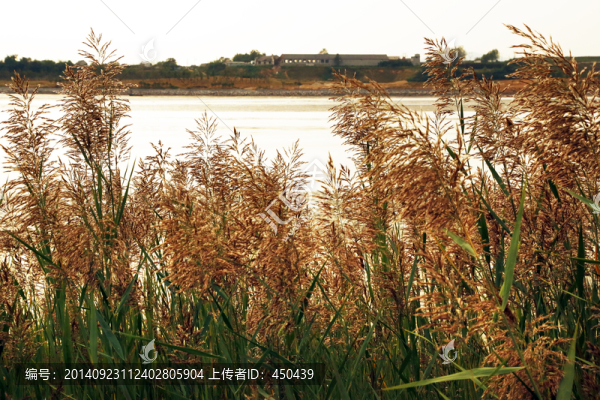 蘆葦