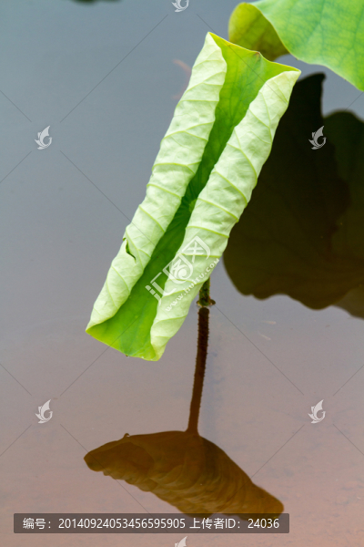 荷葉,倒影
