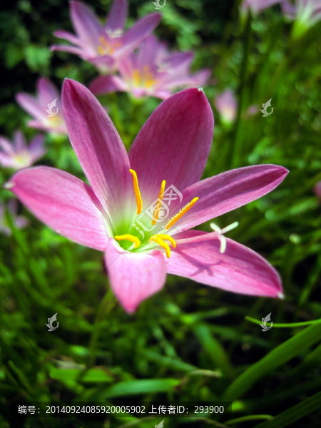 6枚花瓣的風(fēng)雨花