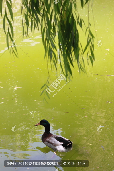 鴛鴦戲水