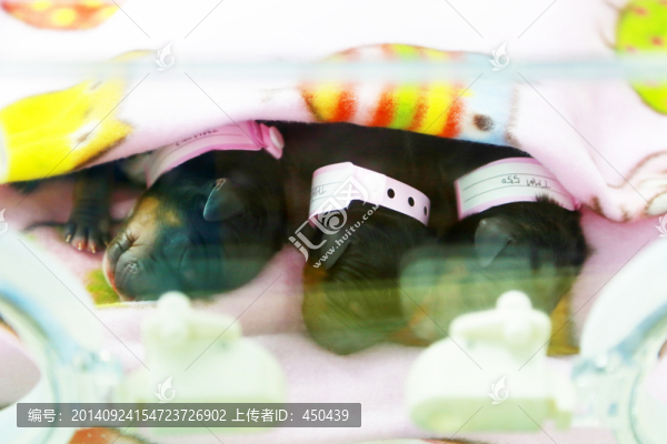 克隆藏獒