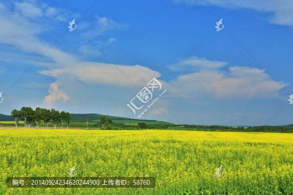 油菜花開的田野