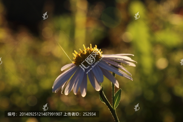 山野小花